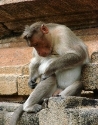 C:\Users\VLADA-PK\Desktop\біологія карт\400px-Monkey_at_Sri_Ranganathaswamy_Temple_-_Near_Mysore_-_India.JPG